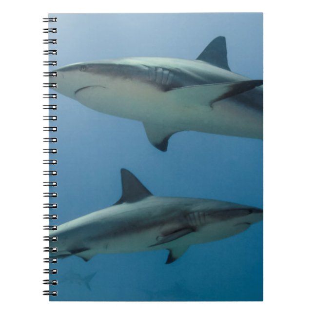 Karibiska reef Shark Anteckningsbok Med Spiral (Framsidan)