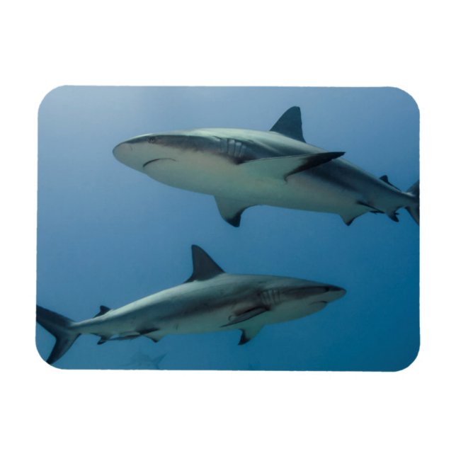 Karibiska reef Shark Magnet (Horisontell)