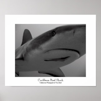 Karibiska reef Shark Poster