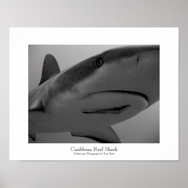 Karibiska reef Shark Poster (Framsidan)