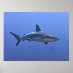 Karibiska reef Shark Poster