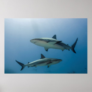 Karibiska reef Shark Poster