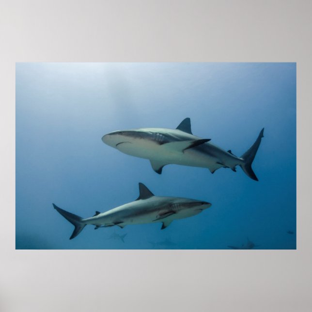 Karibiska reef Shark Poster (Framsidan)