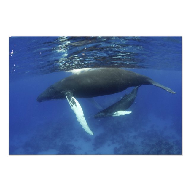 Karibiska, Underbarare Antilles skärgård, Fototryck (Framsidan)