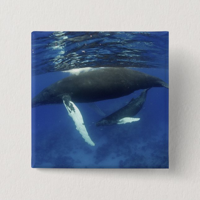 Karibiska, Underbarare Antilles skärgård, Knapp (Framsida)