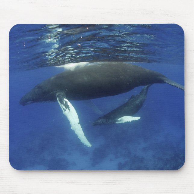 Karibiska, Underbarare Antilles skärgård, Musmatta (Framsidan)