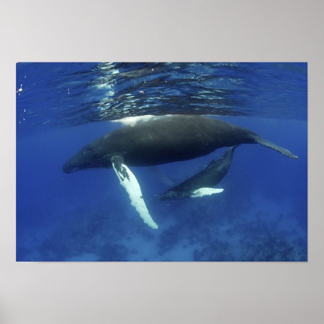 Karibiska, Underbarare Antilles skärgård, Poster (Framsidan)