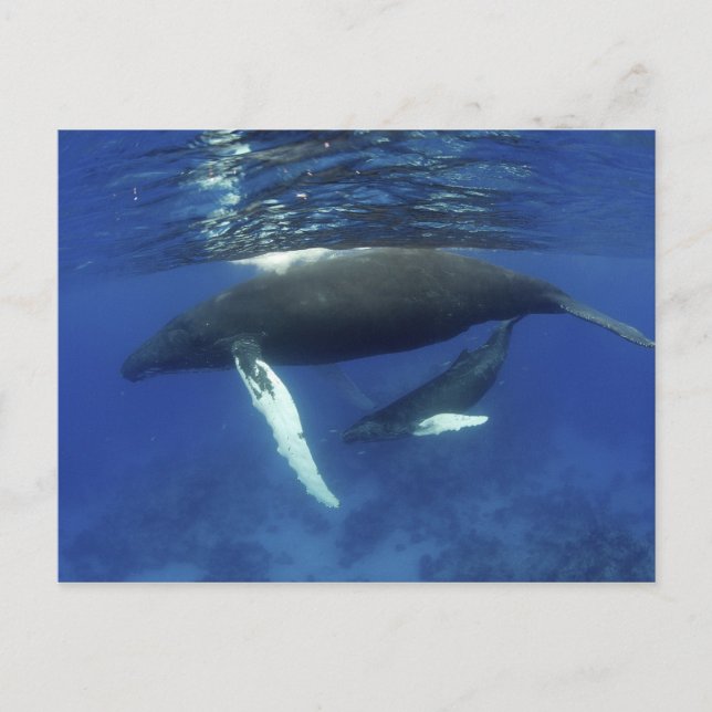 Karibiska, Underbarare Antilles skärgård, Vykort (Framsida)