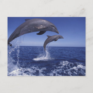 Karibiskt BottlenosedelfinTursiops 12 Vykort