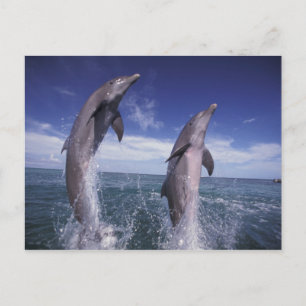 Karibiskt BottlenosedelfinTursiops Vykort