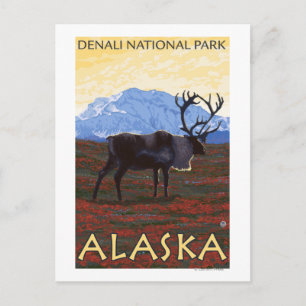 Karibuscen - Denali National Park, Alaska Vykort