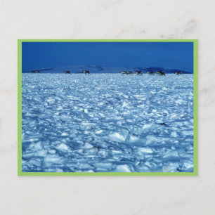 Kariou som korsar snötundra vykort