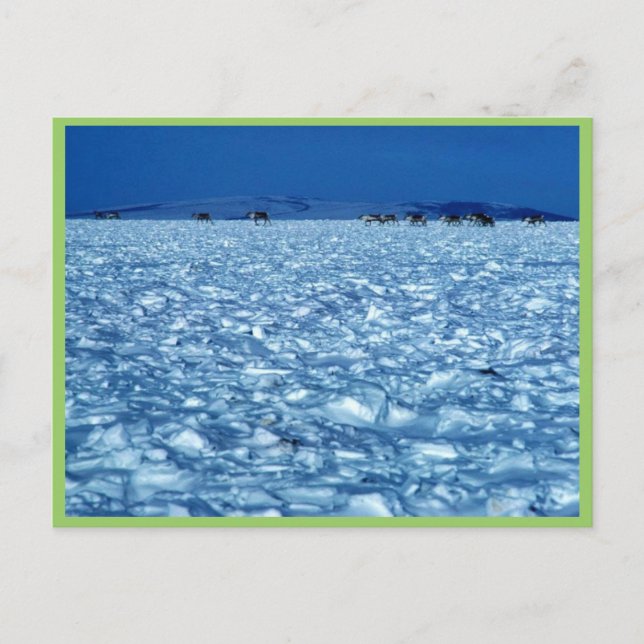 Kariou som korsar snötundra vykort (Framsida)