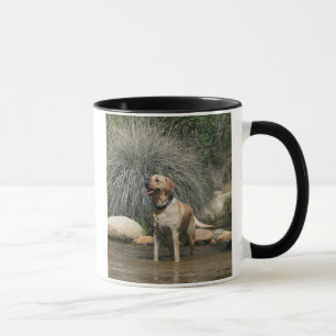 Kärlek ägas av ett gul lab mugg