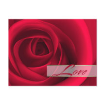 Kärlek. Alla hjärtans dag Röd ros