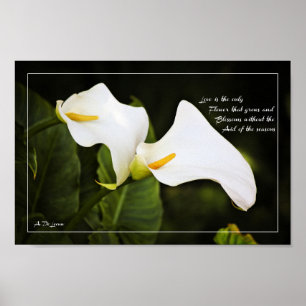 Kärlek är den enda blomman poster