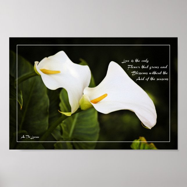 Kärlek är den enda blomman poster (Framsidan)