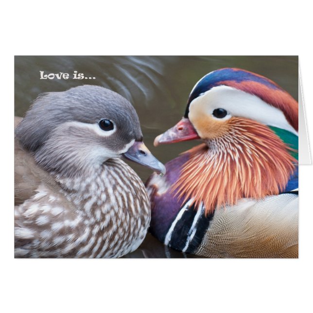 Kärlek är.. Mandariner Hälsningskort (Framsidan Horizontal)