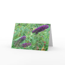 Kärlek är som ett gratulationskort för fjärilsoffe