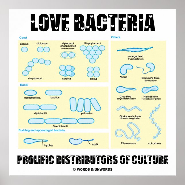 Kärlek Bacteria Prolific Distributors of Culture Poster (Framsidan)