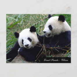 Kärlek & Bamboo - Giant Panda Bears / China Vykort