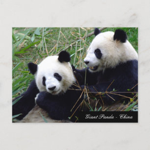 Kärlek & Bamboo - Giant Panda Bears / China Vykort