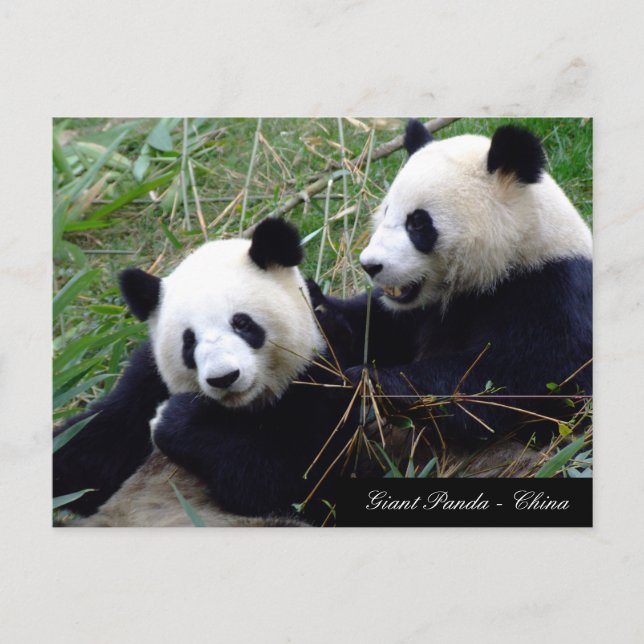 Kärlek & Bamboo - Giant Panda Bears / China Vykort (Framsida)