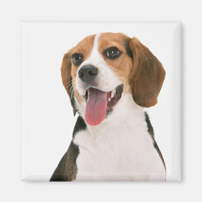 Kärlek Beagle Valp Hund Magnet (Framsidan)