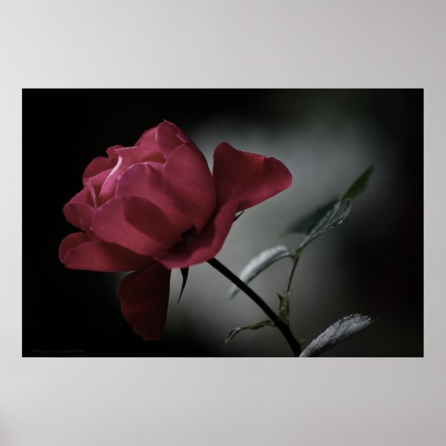 Kärlek Beauty Print Poster (Framsidan)