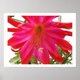 Kärlek blomma poster