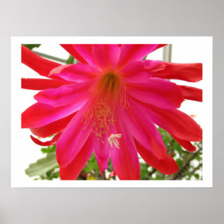 Kärlek blomma poster