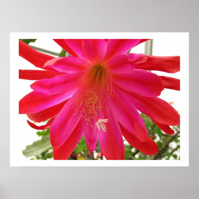 Kärlek blomma poster (Framsidan)