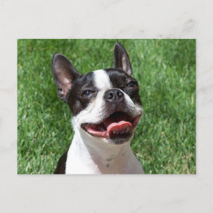 Kärlek Boston Terrier Puppy Hund tänker på dig Vykort