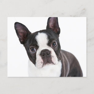 Kärlek Boston Terrier Puppy Hund Vykort