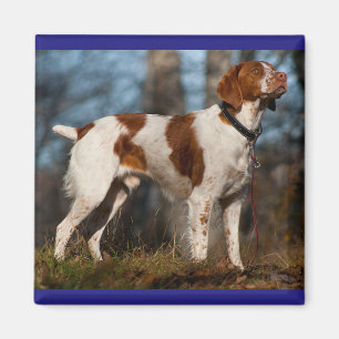 Kärlek Bretagne Puppy Hund Magnet
