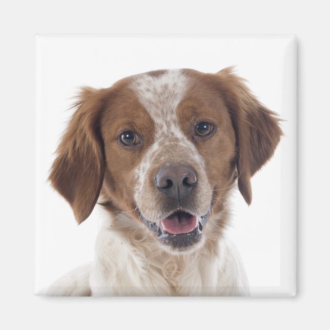 Kärlek Brittany Spaniel Valp Hund Magnet (Framsidan)