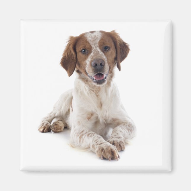 Kärlek Brittany Spaniel Valp Hund Magnet (Framsidan)