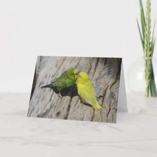Kärlek Budgies Kort