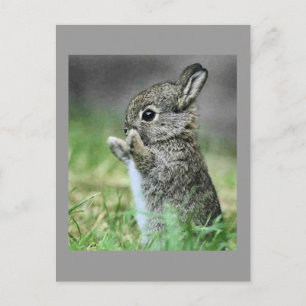 Kärlek Bunny Hug Vykort