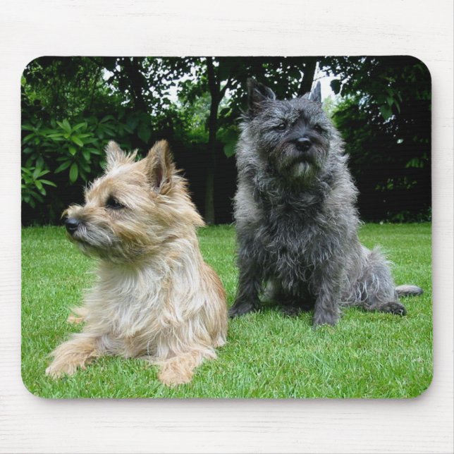 Kärlek Cairn Terrier Puppy Hund Mousepad Musmatta (Framsidan)