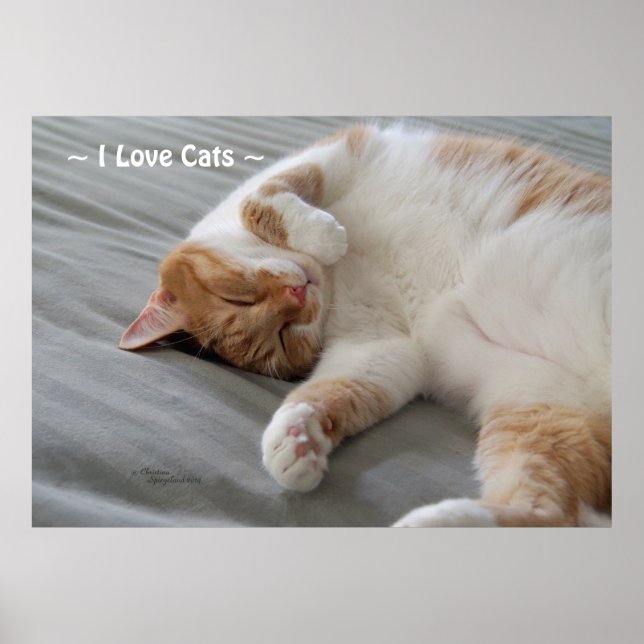 Kärlek Cats söta, Poster att katten sover (Framsidan)