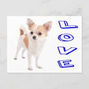 Kärlek Chihuahua Puppy-Hund-kort Vykort