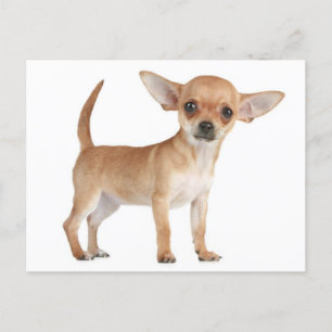 Kärlek Chihuahua Puppy-Hund-kort Vykort