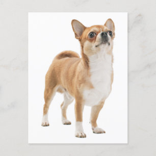 Kärlek Chihuahua Puppy-Hund-kort Vykort