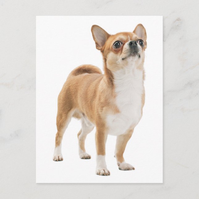 Kärlek Chihuahua Puppy-Hund-kort Vykort (Framsida)
