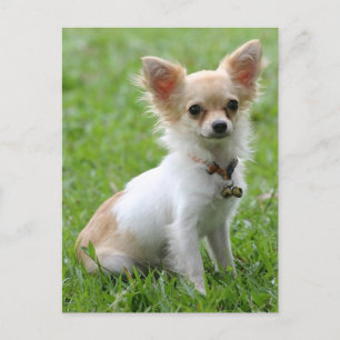 Kärlek Chihuahua Puppy-Hund-kort Vykort
