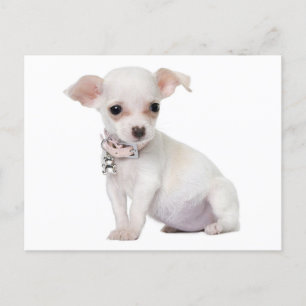 Kärlek Chihuahua Puppy-Hund-kort Vykort