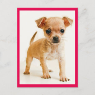 Kärlek Chihuahua Puppy-Hund-kort Vykort