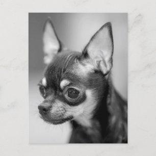 Kärlek Chihuahua Puppy Hund, svart och vitt vykort