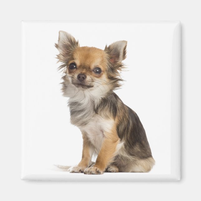 Kärlek Chihuahuas Magnet (Framsidan)
